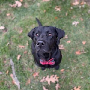 Meet your Posher, Harrison